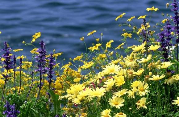 Wild Flowers And River